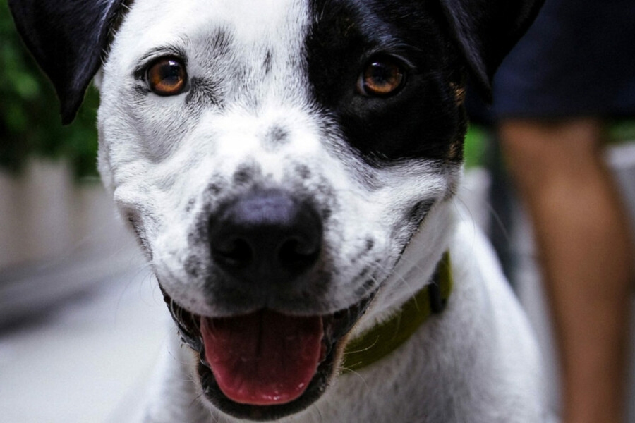 Le besoin énergétique chez le chien