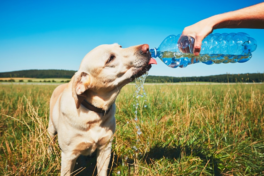 Eau à nos chiens et chats