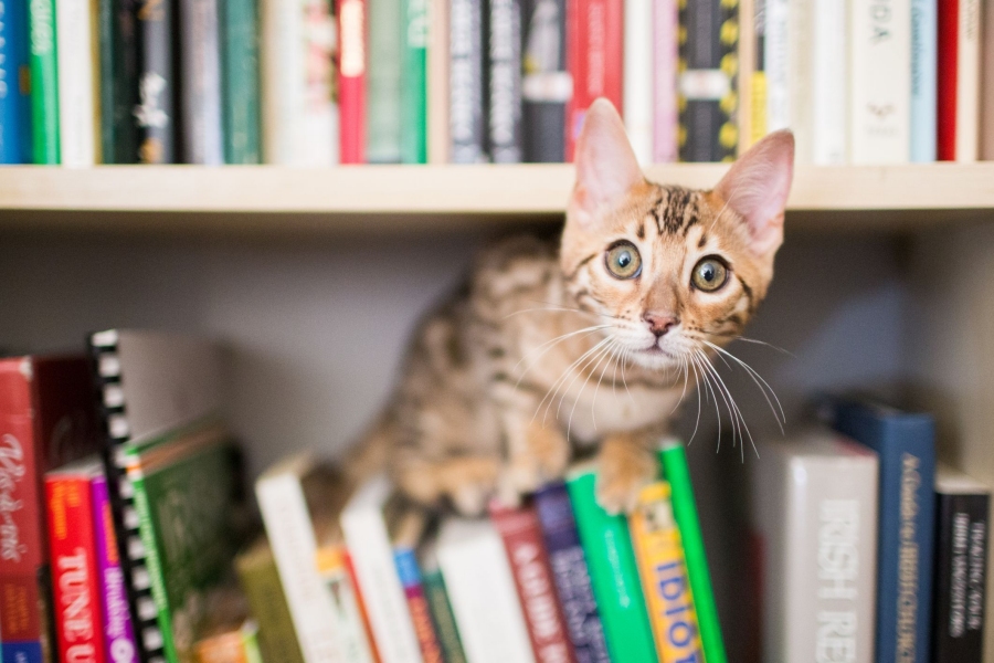 Livres de référence sur l’alimentation du chien et du chat