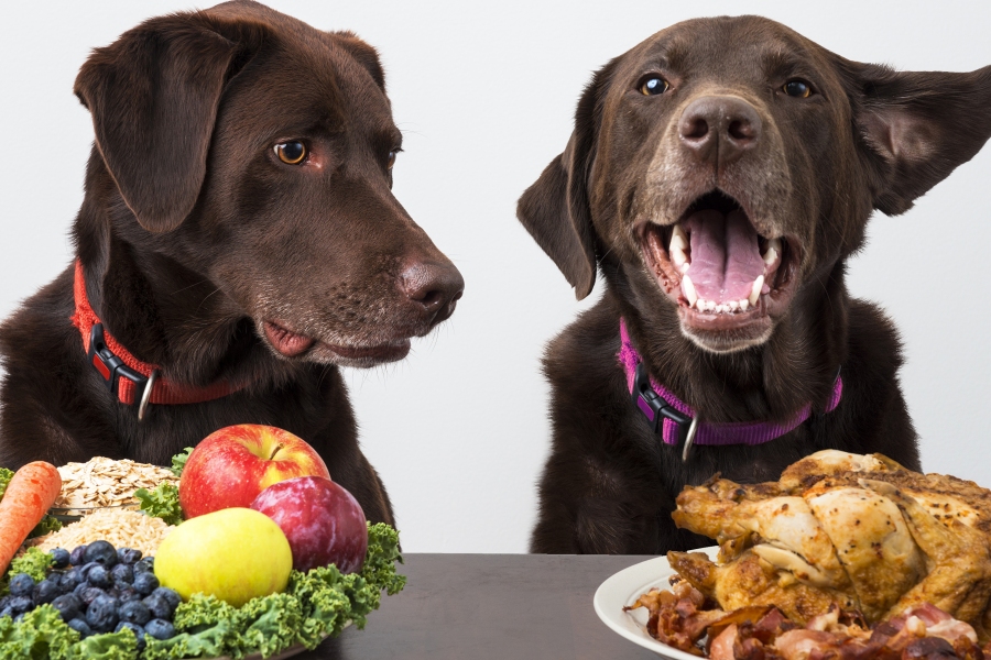 Protéines animales et végétales chien chat