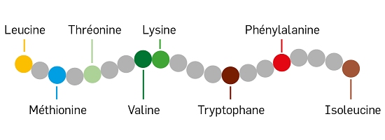 Les acides aminés et les protéines