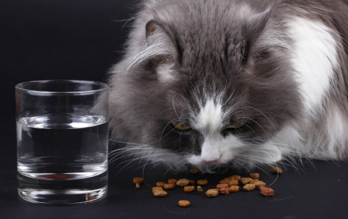 Réhydratation des croquettes