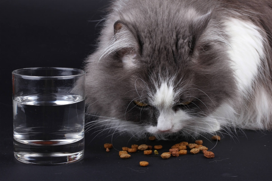 Réhydratation des croquettes