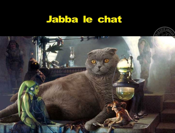 Jabba le surpoids chez le chat