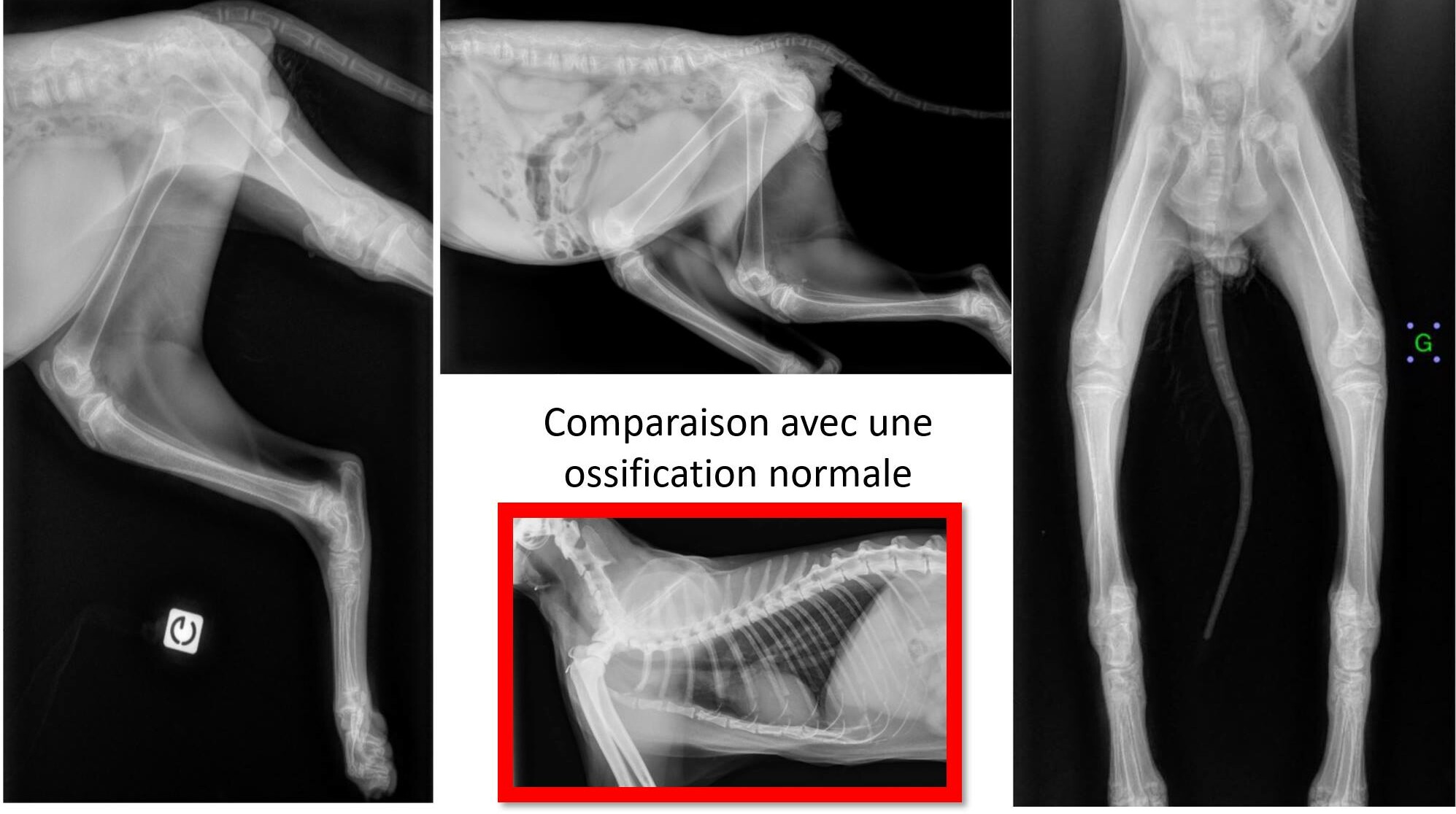 Ostéofibrose d'origine alimentaire chez un chat nourri exclusivement à la viande