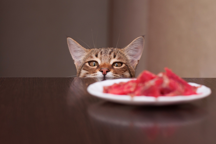 Chien et chat uniquement à la viande crue