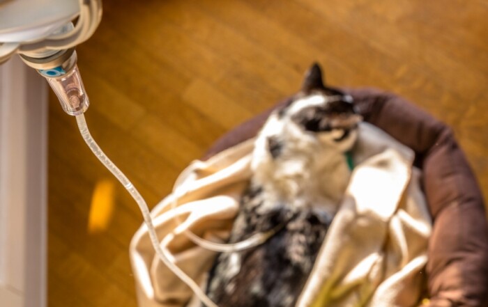 Phosphore et maladie rénale chronique chez le chat (MRC)