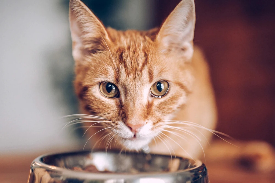 Phosphore croquettes chat chien