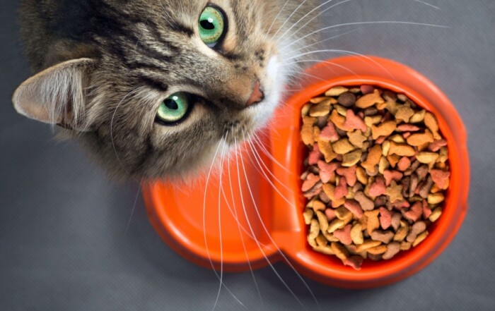 Comparateur Croquettes Et Patees Pour Chien Et Chat Une Gamelle Au Top