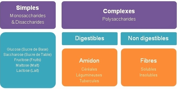 La classification des glucides