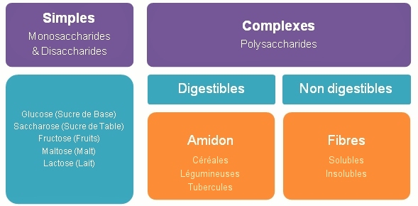 La classification des glucides