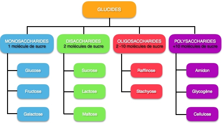 La famille des glucides