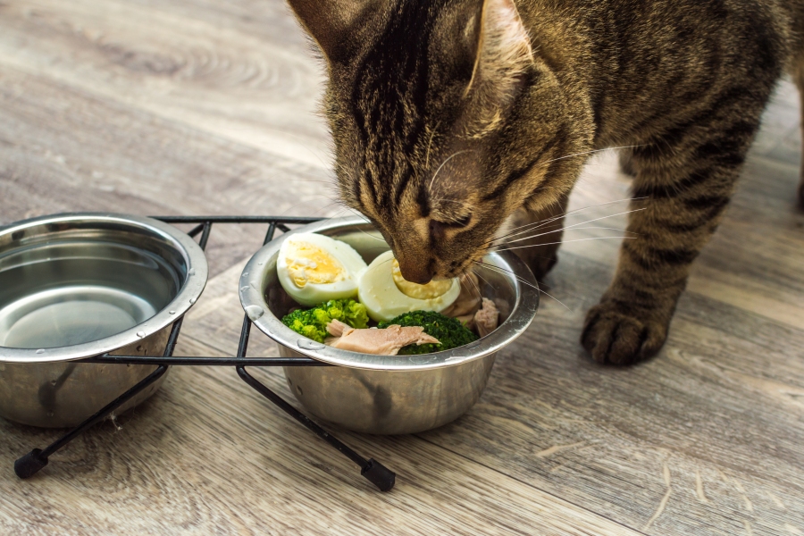 Calculer la ration ménagère de son chat Calculer la ration ménagère de son chat