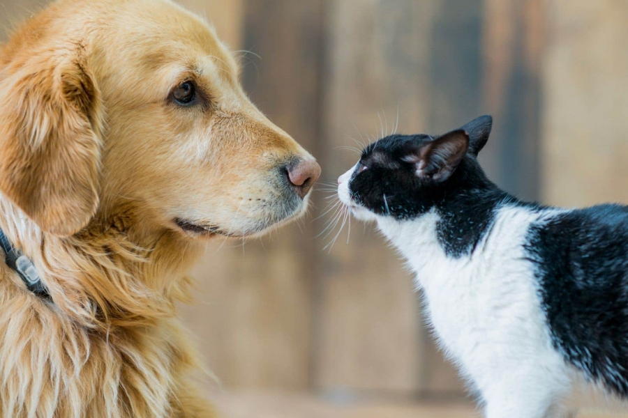 Stérilisation, les conséquences sur l'alimentation du chien et du chat