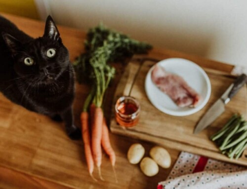 Calculer la ration ménagère de son chat