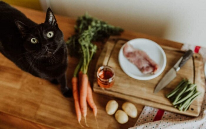 Calculer la ration ménagère de son chat