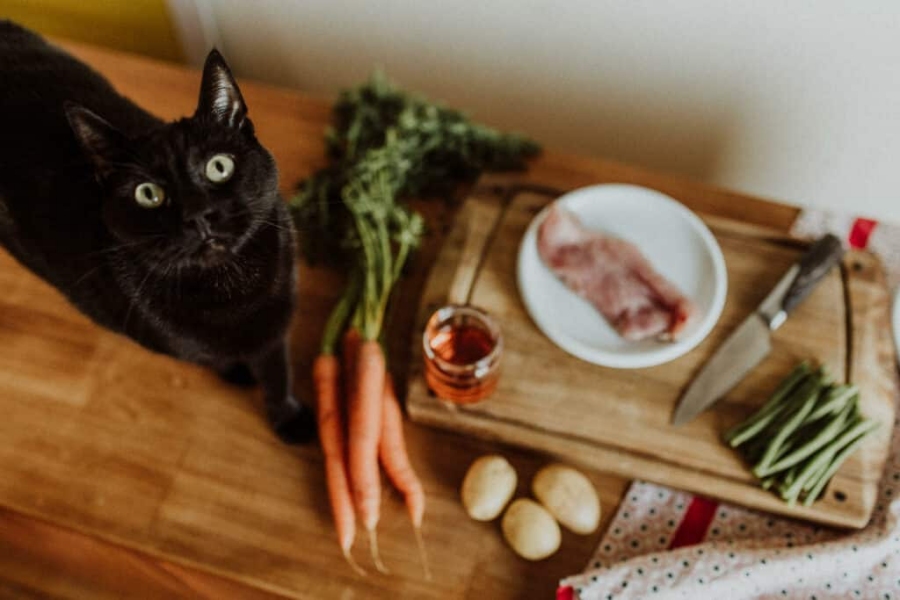 Calculer la ration ménagère de son chat