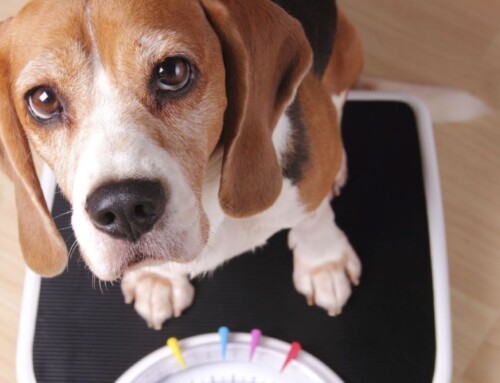 Le poids idéal d’un chien ou d’un chat