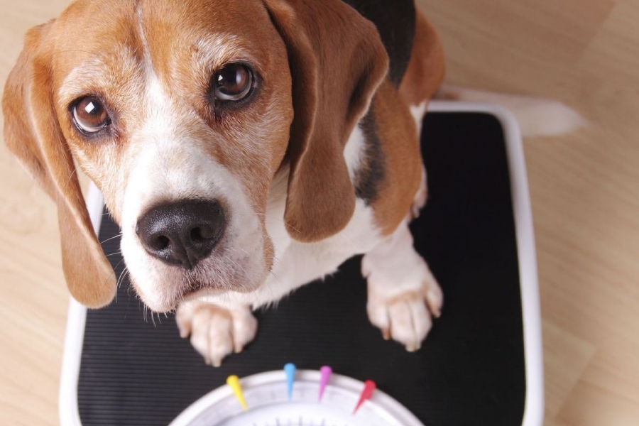 Poids de forme chien chat