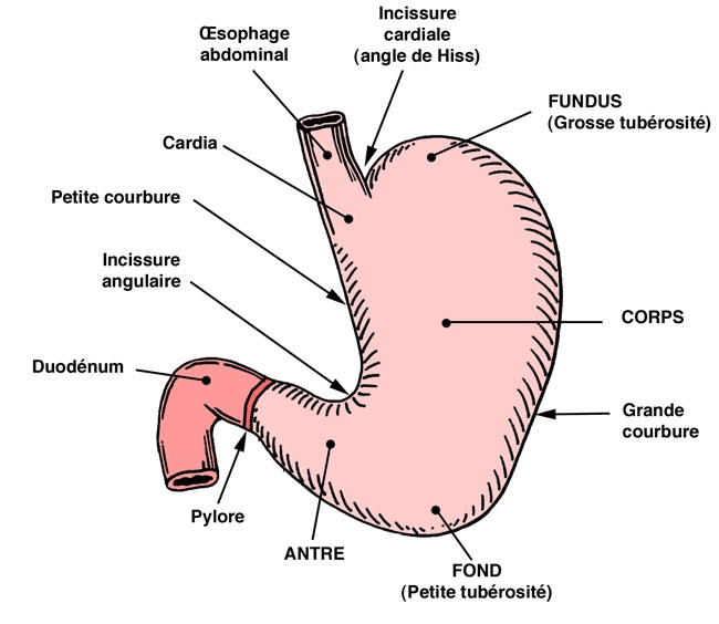 Anatomie de l'estomac dans le système digestif du chien et du chat