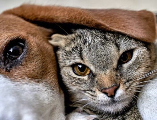 Le système digestif du chien et du chat