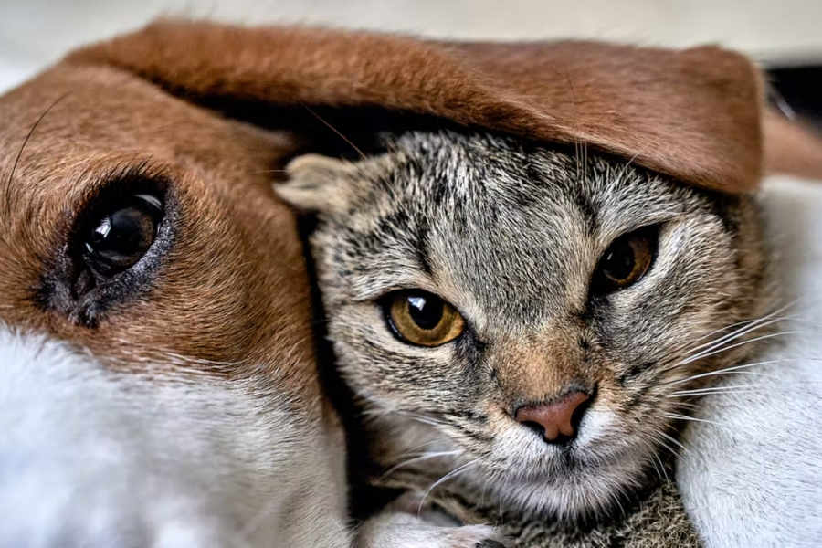 Le système digestif du chien et du chat