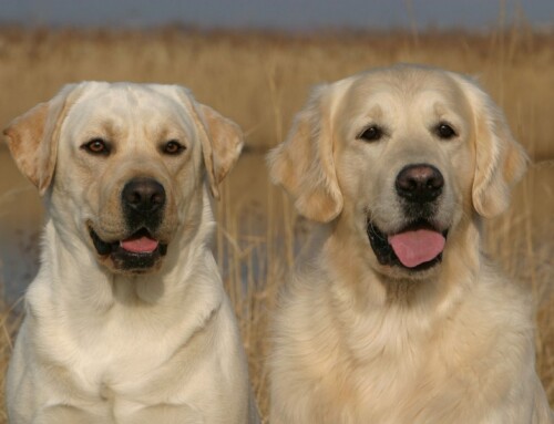 Le Labrador et le Golden Retriever doivent être nourris différemment