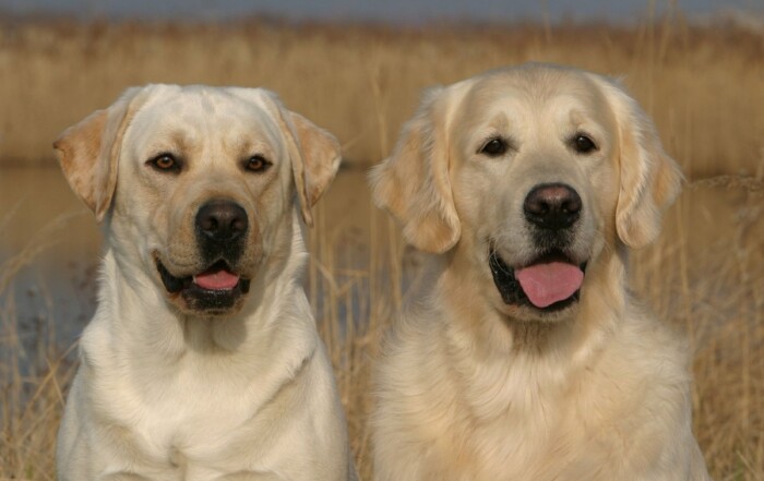 Labrador ou Golden Retriever et l'alimentation