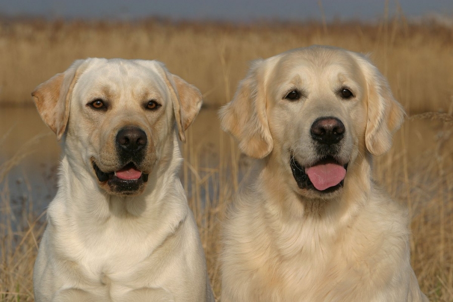 Labrador ou Golden Retriever et l'alimentation