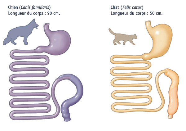 Tractus gastro-intestinal du chien et du chat