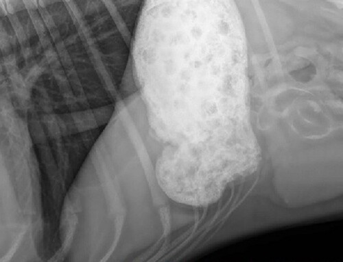 Croquettes Vs Cru et temps de digestion