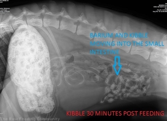 Vue de l'abdomen 30 minutes après l'alimentation avec des croquettes