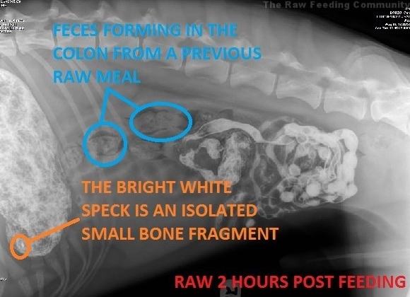 Vue de l'abdomen 2 heures après l'alimentation avec un repas cru