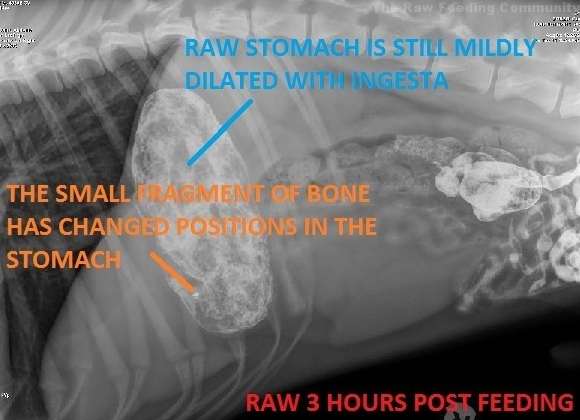 Vue de l'abdomen 3 heures après l'alimentation avec un repas cru