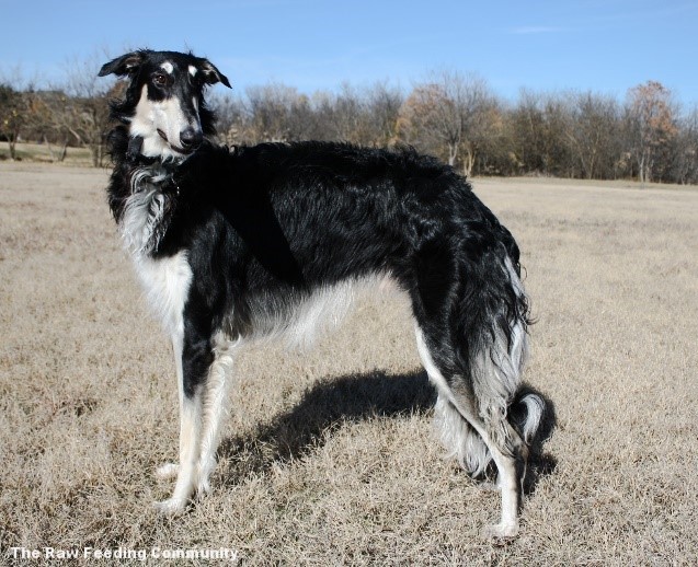 Le chien testeur