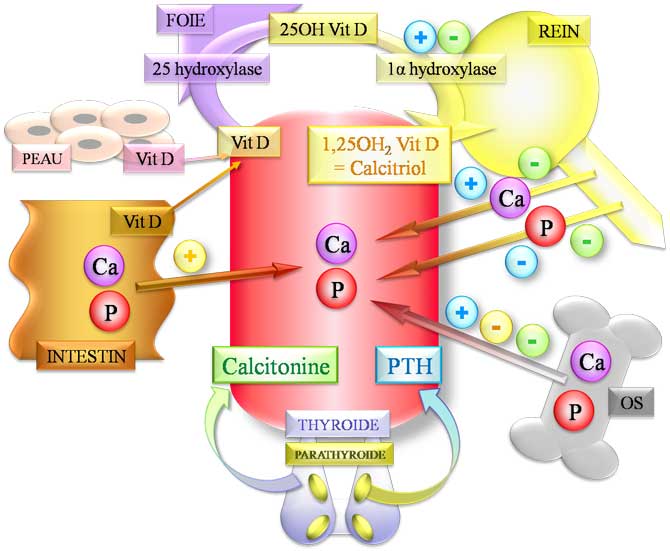 Régulation du calcium et du phosphore