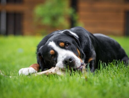 Le calcium et le phosphore chez le chien et le chat