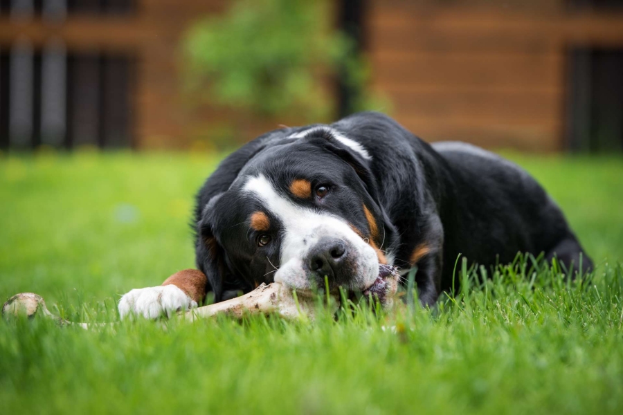 Le calcium et le phosphore dans l'alimentation du chien et du chat