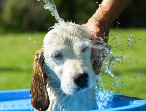 Chaleur : quelques astuces pour rafraîchir vos chiens et chats