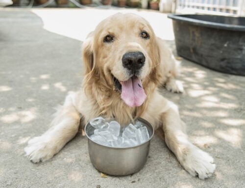 Infox : donner des glaçons à un chien serait dangereux