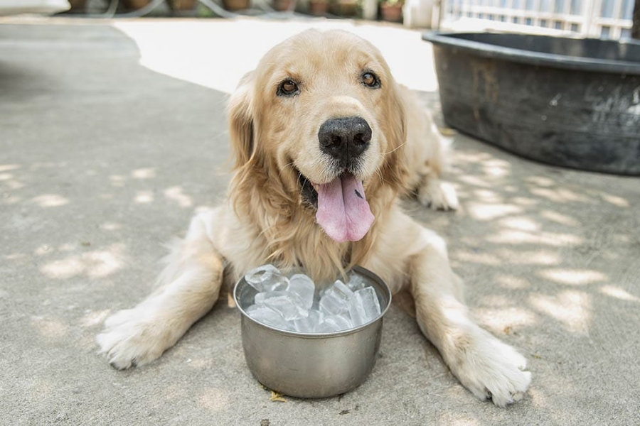 Glacons pour chien, un danger ?