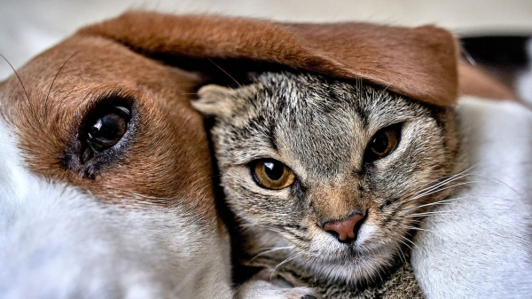Nutritionniste animalier spécialisé pour chien et chat