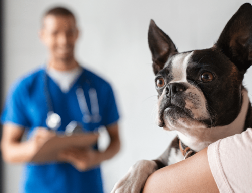 Épuisés, stressés… le mal-être des vétérinaires
