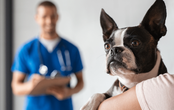 Le mal-être des vétérinaires