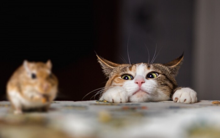 Chat carnivore strict
