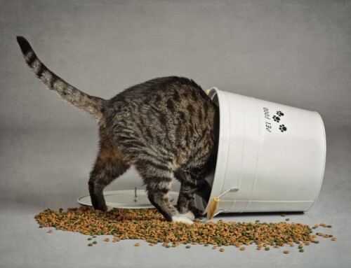 Choisir des croquettes adaptées à son chat