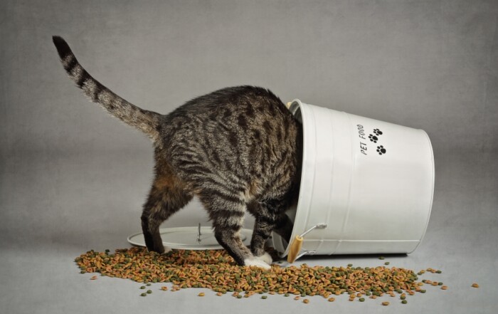 Choisir des croquettes adaptées à son chat