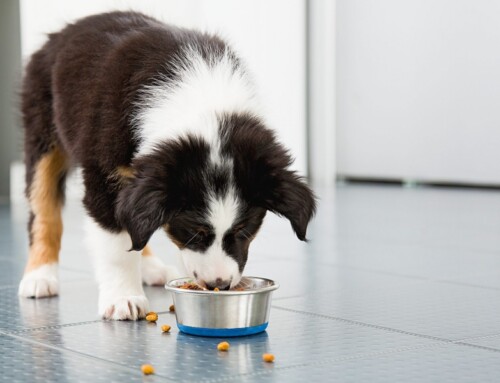 Choisir des croquettes adaptées à son chien