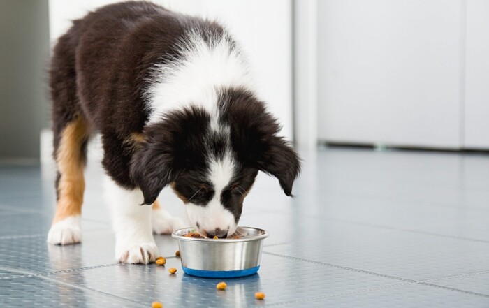 Choisir des croquettes adaptées à son chien