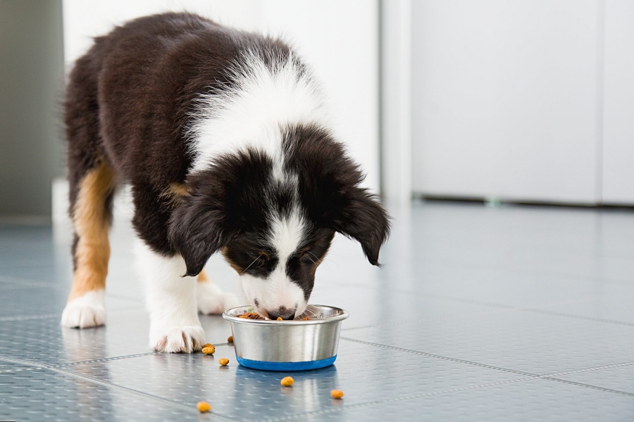 Choisir des croquettes adaptées à son chien